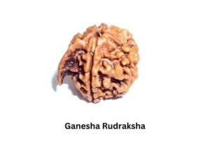 5 Types Of Rudraksha And Their Benefits | Hidden Mantra