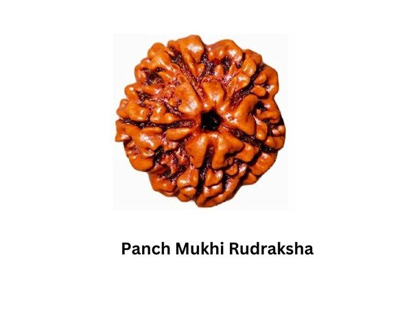 2 Types of Rudraksha - Panch mukhi Rudraksha